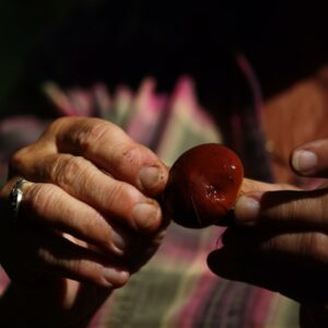 Les champignons du Lac-Édouard